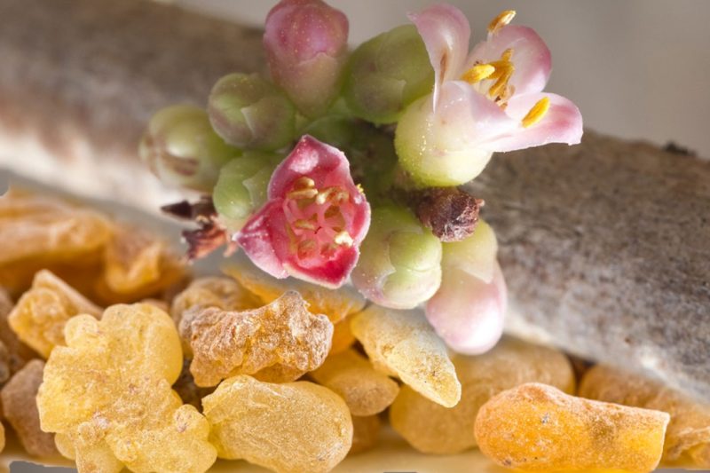 کندر  استفراغ  را قطع می کند