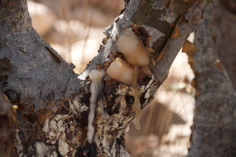 کندر دارای طبیعتی گرم و خشک است