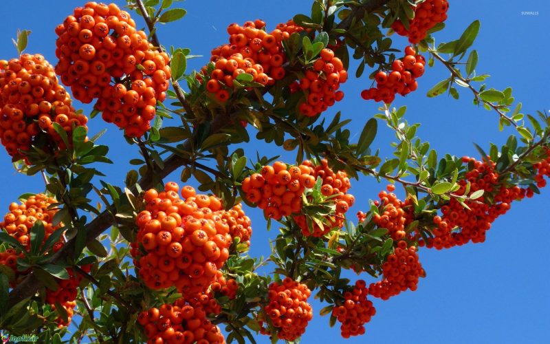 زالزالک در درمان بیماری های قلبی کاربرد دارد