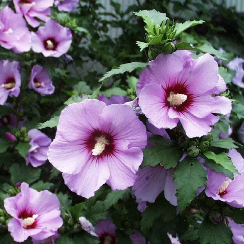 ل ختمی گردش خون را بهبود می بخشد