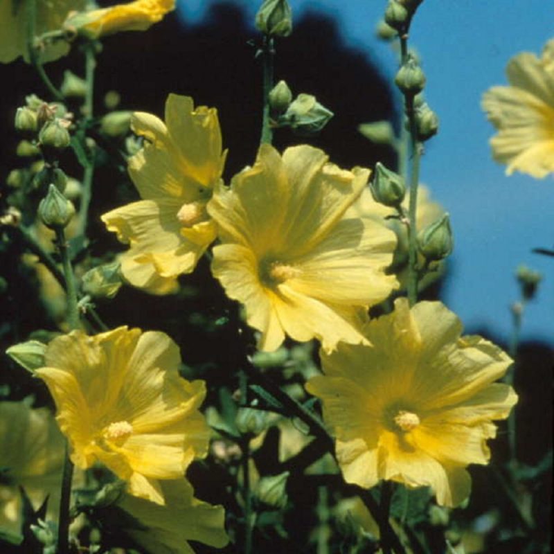 گل ختمی تب بر است