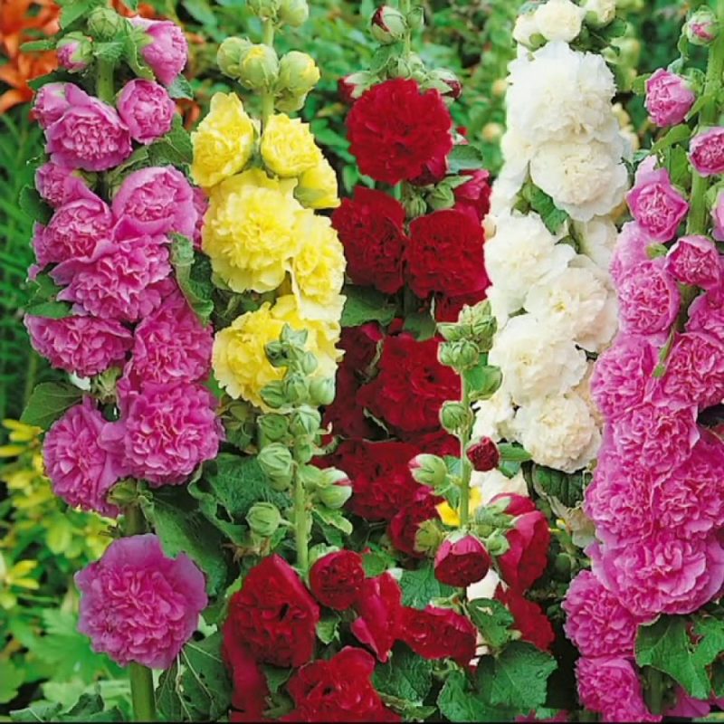 گل ختمی پوست را جوانسازی می کند