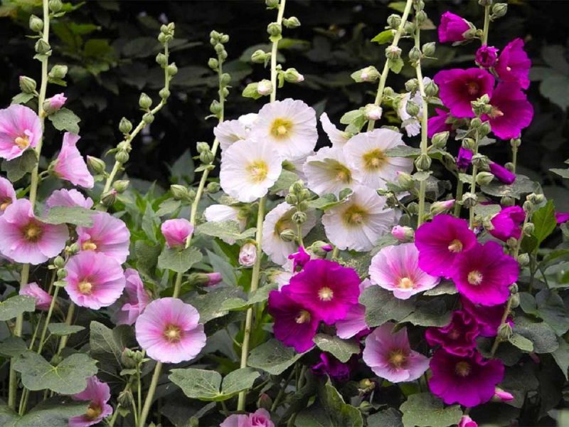 خواص مضرات گل ختمی