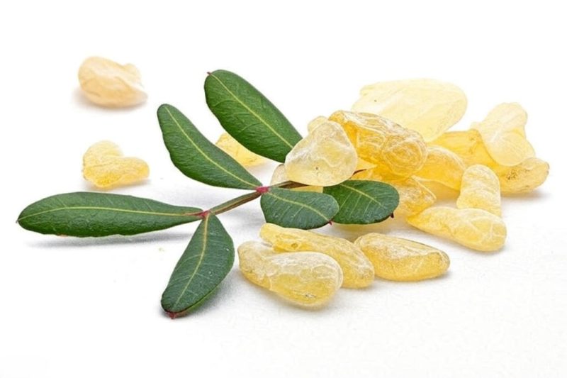 مصطکی سردی کبد را از بین می برد