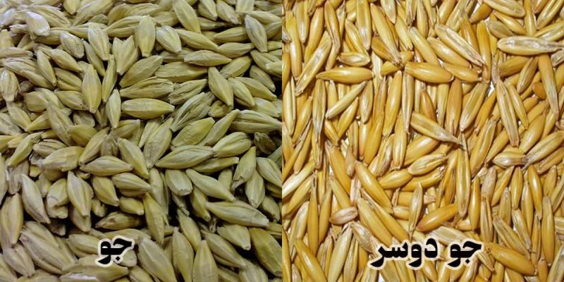 اثر اسید اوریک را کاهش می ده