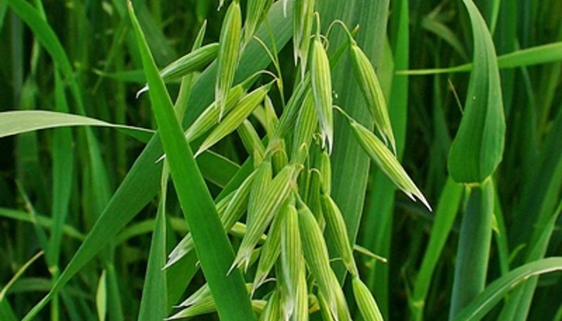 کلسترول خون را کاهش می دهد