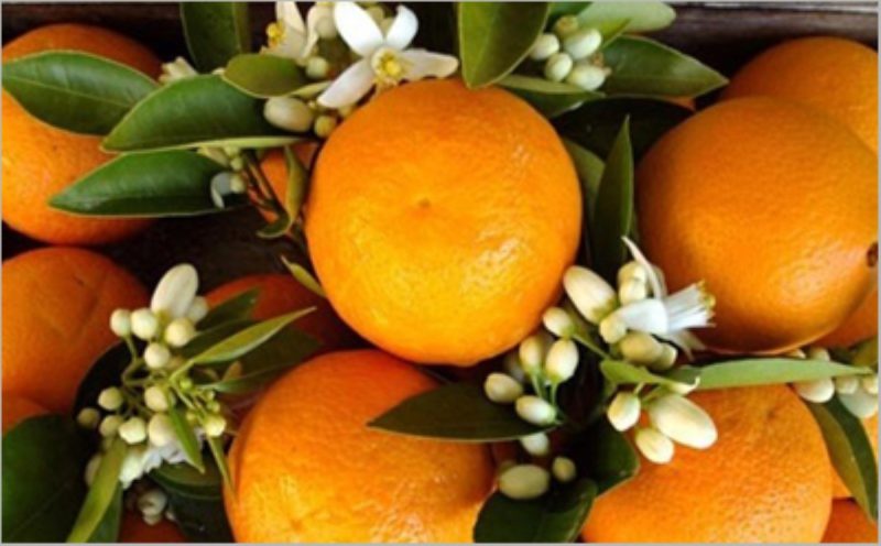 خواص و مضرات نارنج