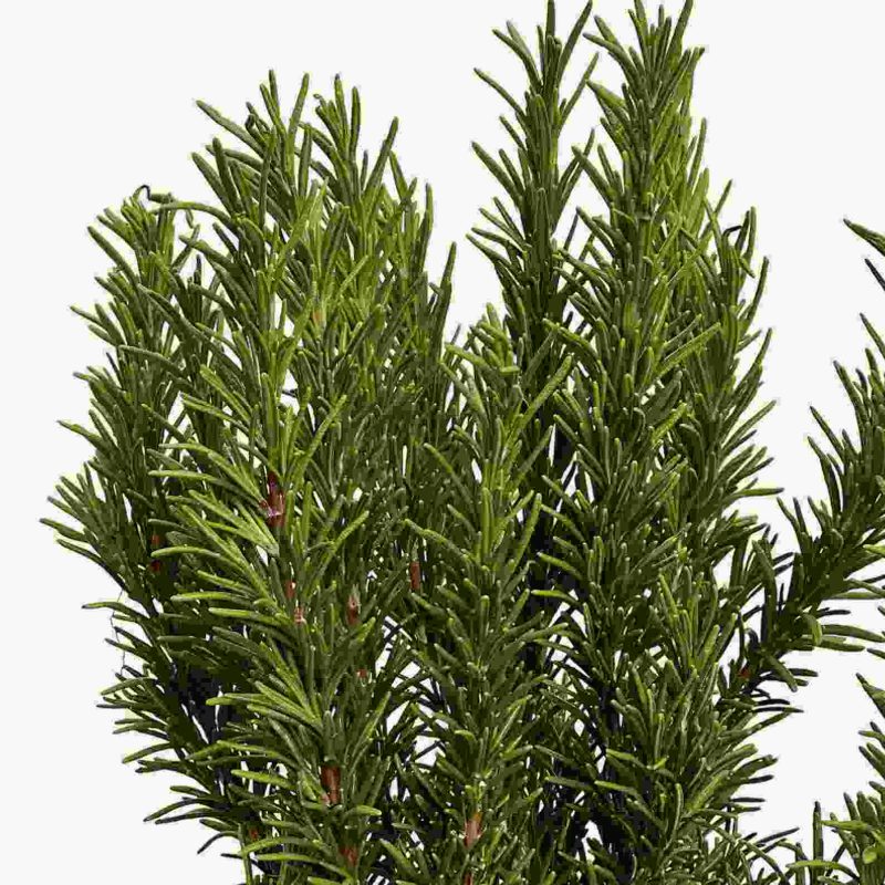 روزماری به طور طبیعی خستگی مفرط را برطرف می کند