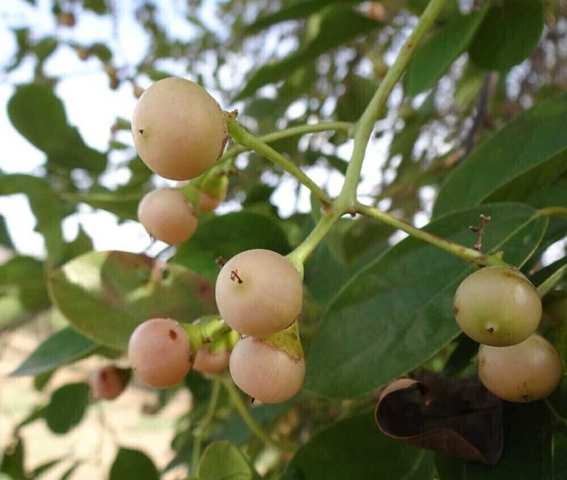 گیاه سپستان گرفتگی صدا را برطرف می کند