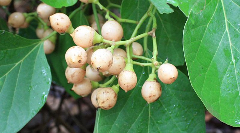 سپستان میوه شیرین و لزج دارد