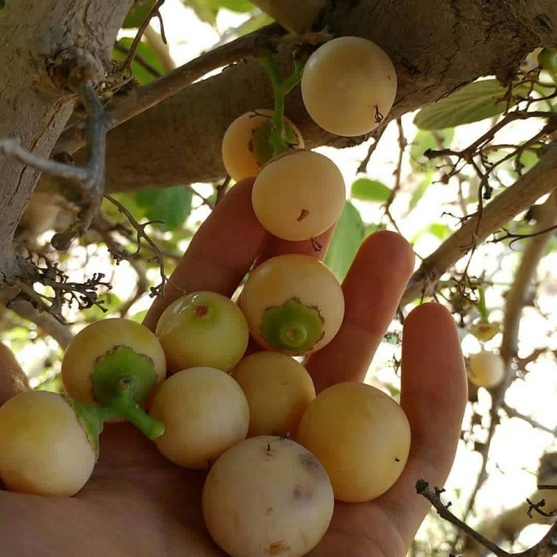 زیاده روی در مصرف برای معده مضر است