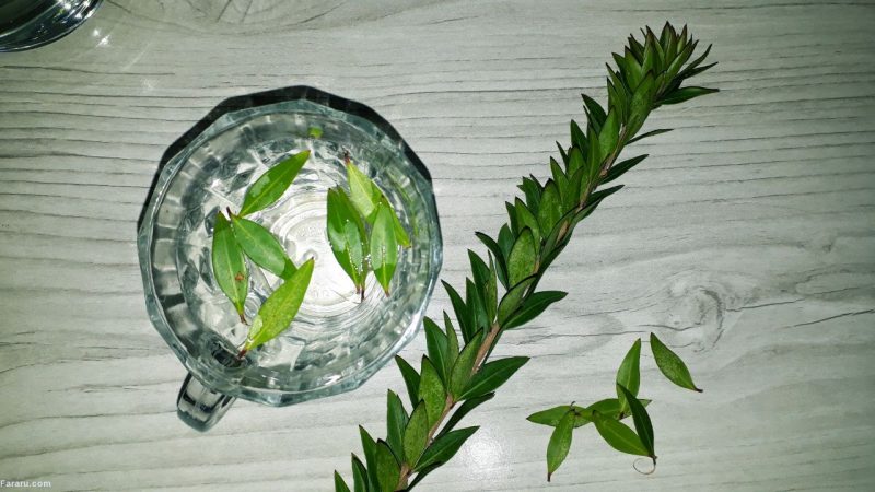 خواص ومضرات مورد