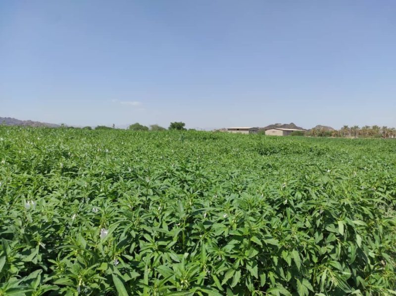 کنجد فشار خون بالا را پایین می آورد