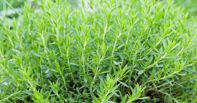 ترخون سکسته را قطع می کند.