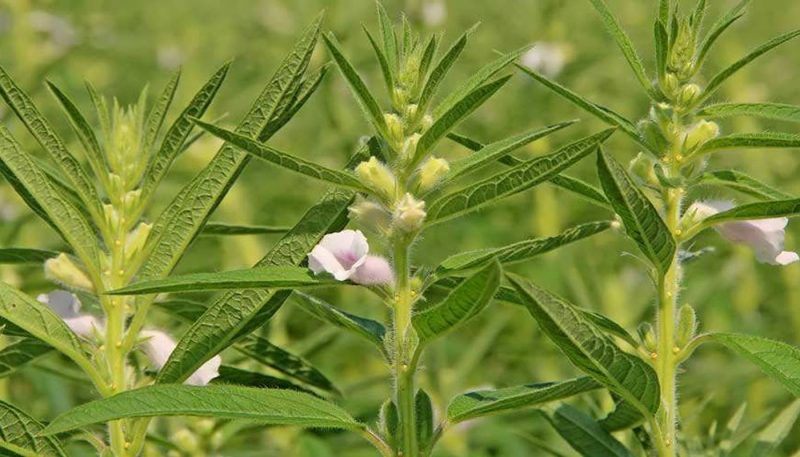 کنجد در درمان یبوست موثر است