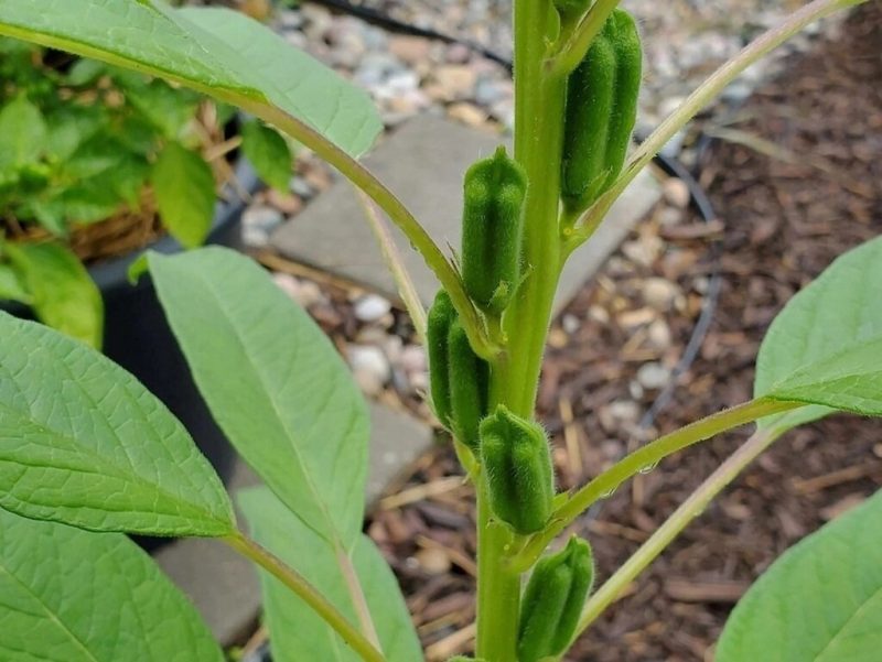 خـواص و مـضـرات کنـجد