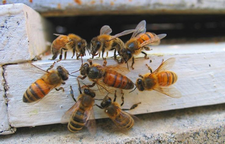 ملکه باکره تقریباً نزدیک به یک هفته آماده جفتگیری می‌گردد و در یک روز آفتابی و معمولا بعداز ظهر از کندو خارج شده و در آسمان و در محل تجمع زنبورهای نر، حداقل با 10 عدد زنبور نر جفتگیری کرده و در حالتی که اندام تناسلی آخرین زنبور نر به عنوان علامت جفت‌گیری در واژن آن است. به کندو باز می‌گردد و دو روز بعد تخم گذاری را شروع می نماید.