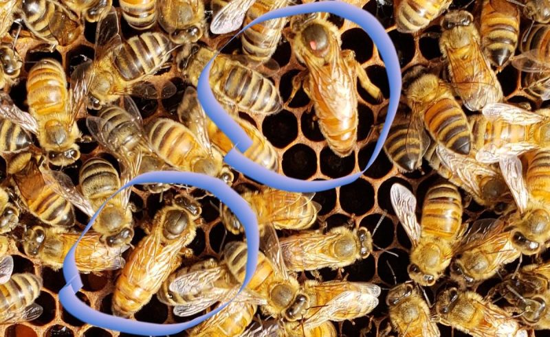 اگر داخل کندو تخم روز وجود داشته باشد شروع به تولید شفیره ملکه برای تولید ملکه جدید می‌کنند؛ پس از مدت دو هفته ملکه‌ها از شفیره بیرون می ایند وباهم مبارزه می‌کنند تا سرانجام قوی‌ترین آنها دوباره رهبری کندو را به عهده می‌گیر